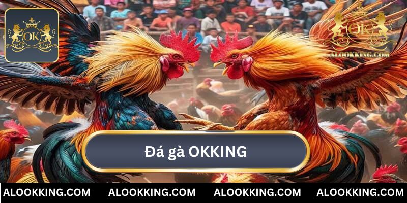 Đá Gà OKKING - Đấu Trường Đẳng Cấp Cho Người Cá Cược